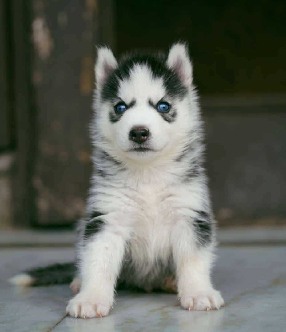 Exploring Siberian Husky Puppies For Sale In Ahmedabad: A Comprehensive Guide