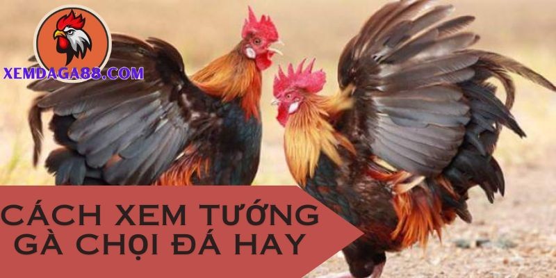 Cách Chọn Gà Chọi Trống Mái Tại Dagathomo 888