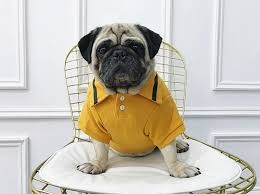 Dog Polos: Elegant Outfits to Upgrade Your Pet's Wardrobe