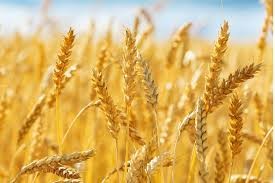 Global Wheat Market Analysis Size And Forecast Report 2024-2032