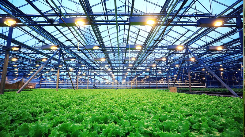 The Australia Agribusiness Market: Growth, Trends, and Future Outlook (2025-2034)