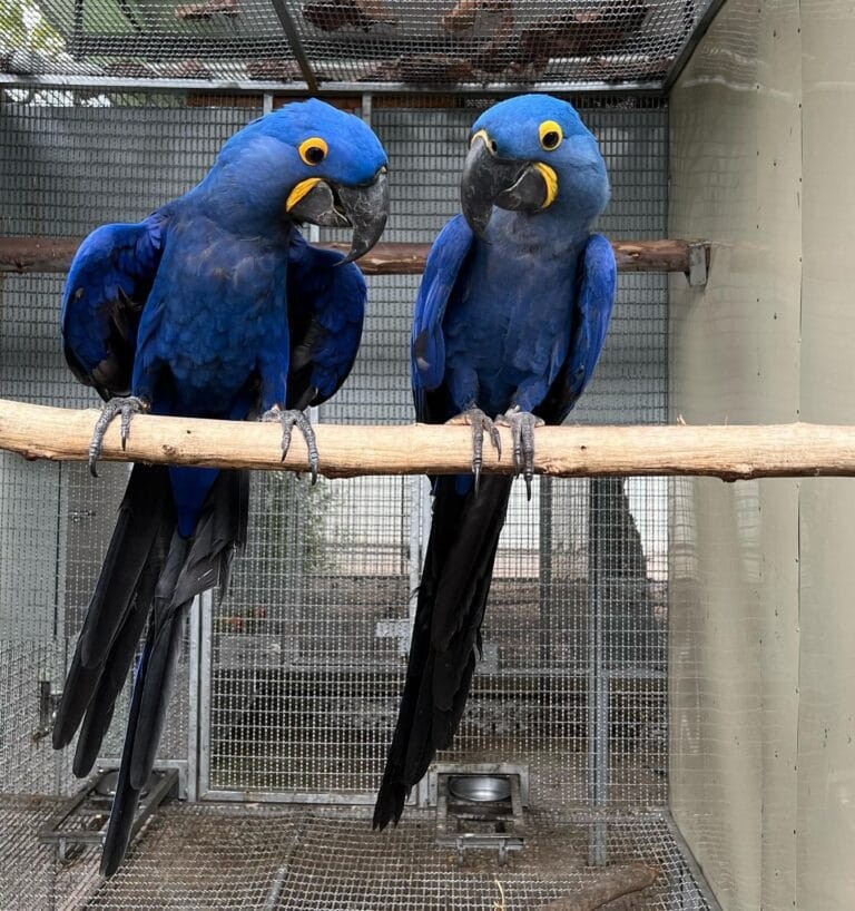 The Enchanting World of Pet Macaws: A Guide to Owning a Feathered Friend