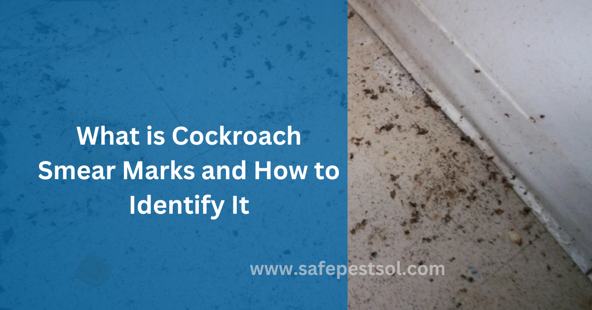 How Cockroach Smear Marks Looks Like and How to Find Them