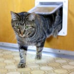 The Unknown Benefits Of Cat In Wall Door Fitting