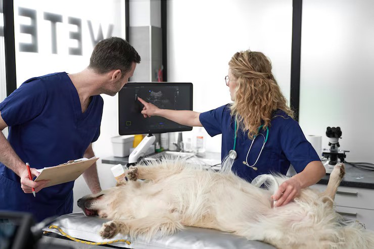 The Cool Tech Behind Veterinary Radiology