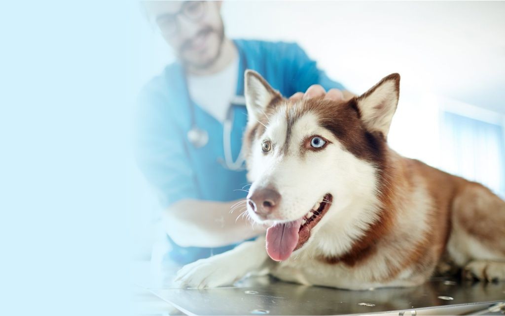 Stress-free pet care solutions across Oman