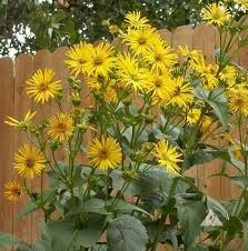 Cup Plant: A Hardy, Eco-Friendly Marvel for Sustainable Landscapes