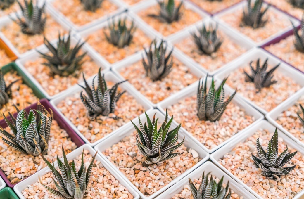 Discover the Charm of Succulents: Exploring the Unique Beauty of Haworthia attenuata and Haworthia reinwardtii