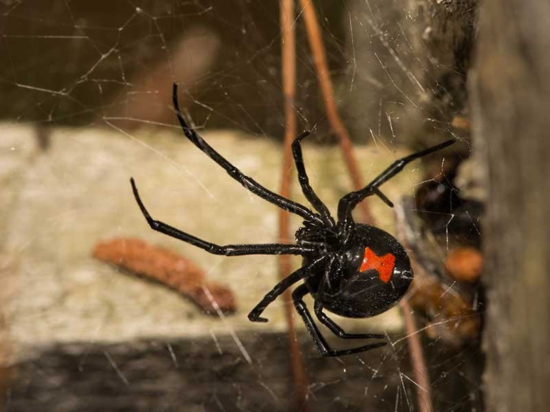 Effective Bug Control Services in Bakersfield, CA | Call Never Pests Today