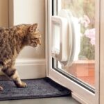 A Time-Travelling Journey: How People Talked About Cat Door Placement 20 Years Ago