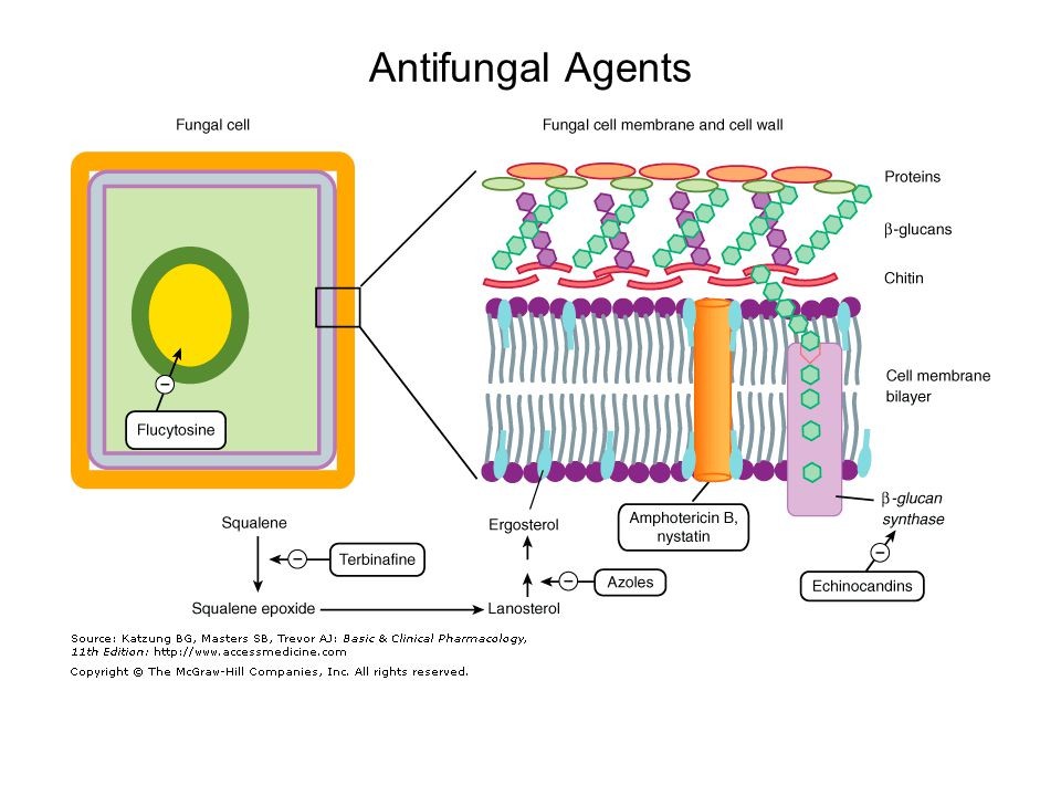 Emerging Trends in the Anti-fungal Agents Market: A Comprehensive Analysis